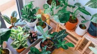 5 applications pour vous aider à prendre soin de vos plantes