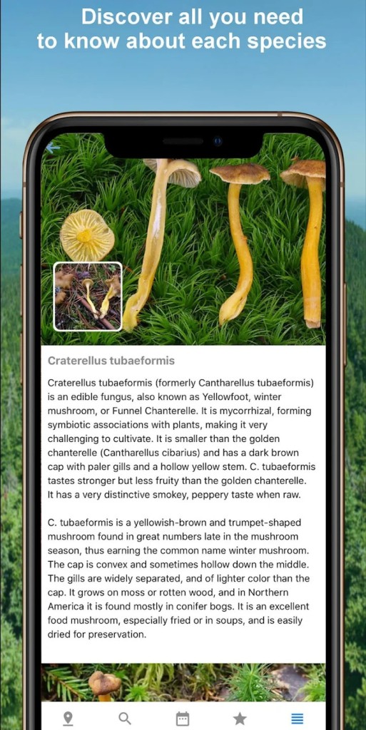 Download Mushroom Identify (free) for Android, APK, iOS and Web
