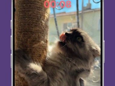 Felingo - Cat Translator