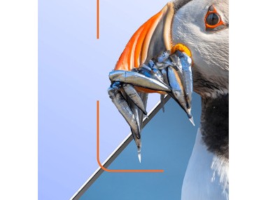 Ois'App - Oiseaux de France