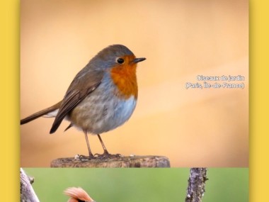 Smart Bird ID