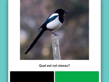 Smart Bird ID