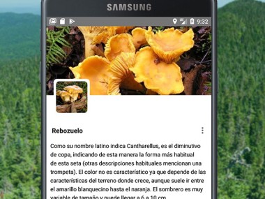 Identificador de Setas