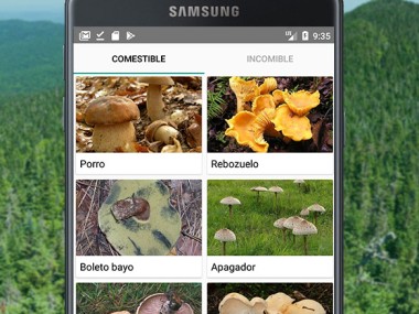Identificador de Setas