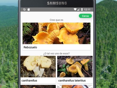 Identificador de Setas