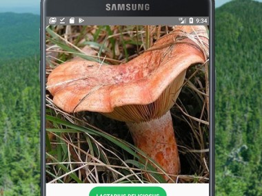 Identificador de Setas