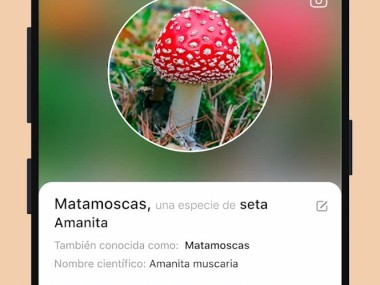 Picture Mushroom: Champiñón ID