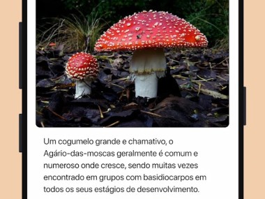 Picture Mushroom - Cogumelo ID