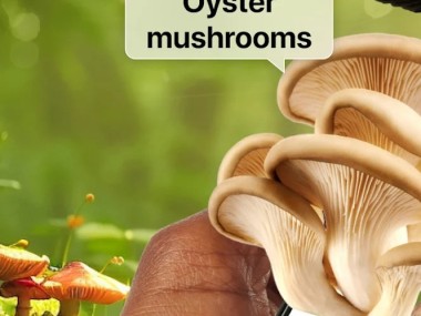 Picture Mushroom - Mushroom ID