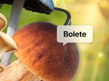 Picture Mushroom - Mushroom ID