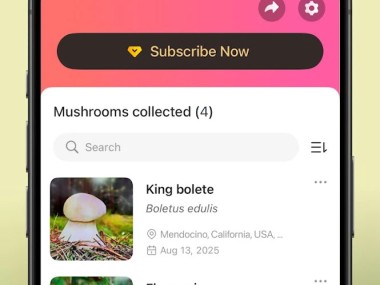 Picture Mushroom - Mushroom ID