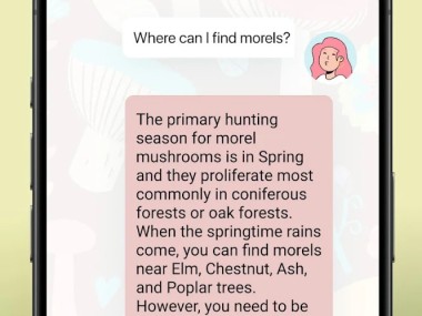 Picture Mushroom - Mushroom ID