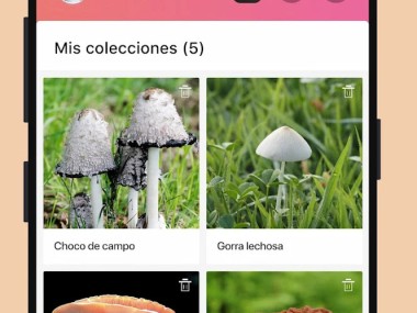 Picture Mushroom: Champiñón ID