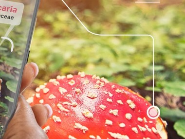 Picture Mushroom - Cogumelo ID