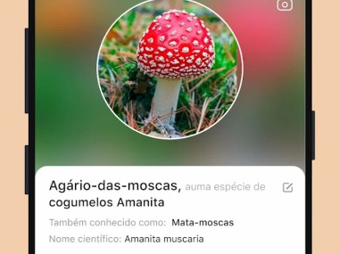 Picture Mushroom - Cogumelo ID