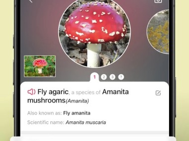 Picture Mushroom - Mushroom ID