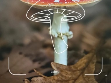 Picture Mushroom: Champiñón ID