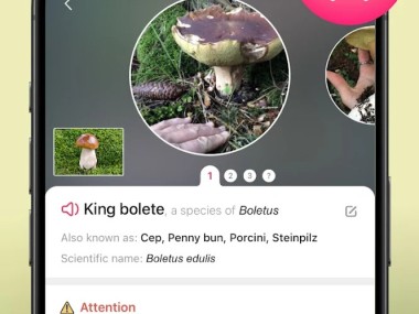 Picture Mushroom - Mushroom ID