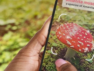 Picture Mushroom - Cogumelo ID