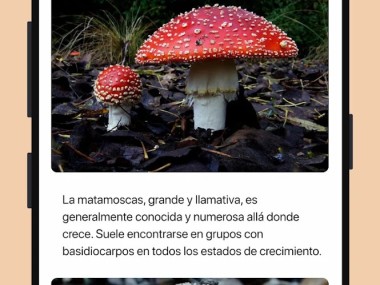 Picture Mushroom: Champiñón ID