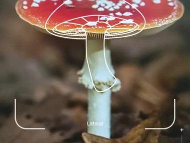 Picture Mushroom - Cogumelo ID