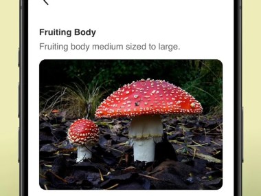 Picture Mushroom - Mushroom ID