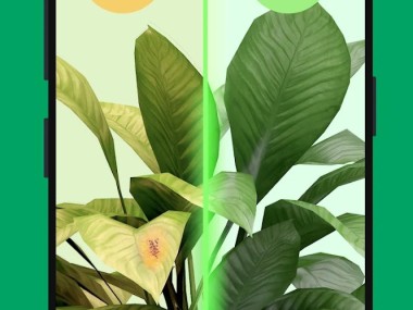 PictureThis Identificar Planta