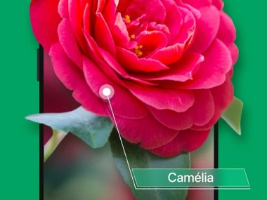 PictureThis Identificar Planta