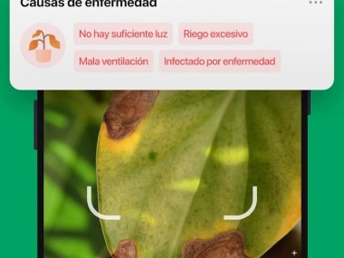 PictureThis Identificar Planta