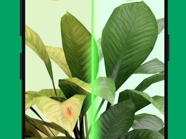 PictureThis Identificar Planta