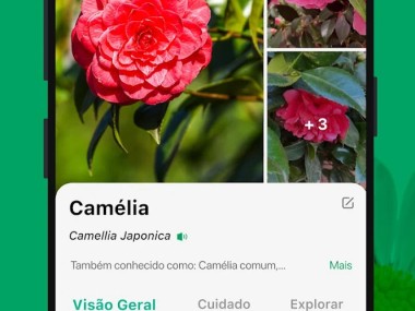 PictureThis Identificar Planta