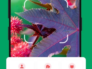 PictureThis Identificar Planta