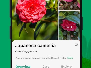 PictureThis - Plant Identifier