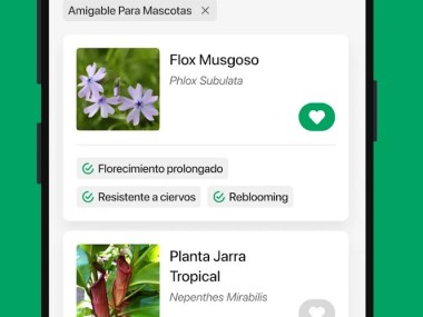PictureThis Identificar Planta