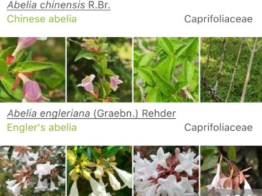 PlantNet Plant Identification