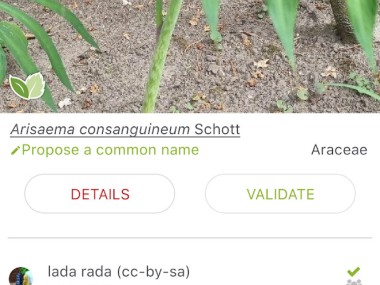 PlantNet Plant Identification