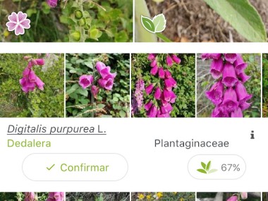 PlantNet Identifica Plantas
