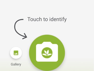 PlantNet Plant Identification