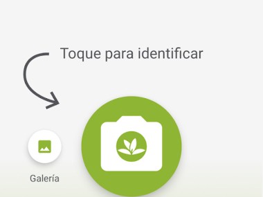 PlantNet Identifica Plantas