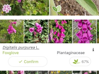 PlantNet Plant Identification