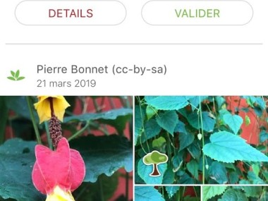 PlantNet - Pl@ntNet Identification Plante