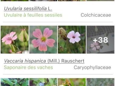 PlantNet - Pl@ntNet Identification Plante