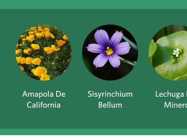 Seek, por iNaturalist
