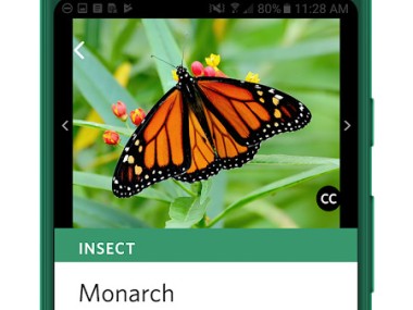 Seek, do iNaturalist Seek, do iNaturalist