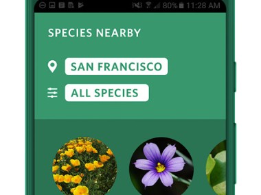 Seek, do iNaturalist Seek, do iNaturalist