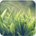 GreenscreeTheme GO Launcher EX GreenscreeTheme GO Launcher EX