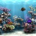 SimAQUARIUM SimAQUARIUM